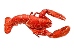 Lobster Carrier